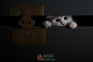 一只改变我家四代的猫