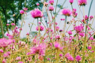 女人与花