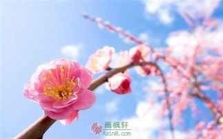 人生绚丽如鲜花