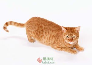 黄家猫少爷