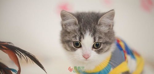 狸狸是只流浪猫