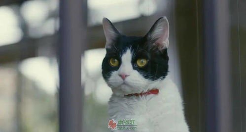 十七岁，猫的一生