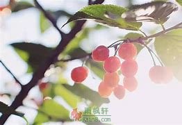 守着樱桃红，等得芭蕉绿