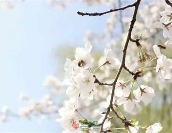 花开半夏，岁月无声