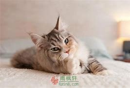 好小猫