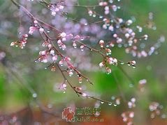 那一场槐花雨，教会我且行且珍惜