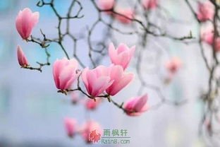 玉兰花开