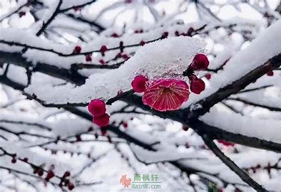 梅花凌雪