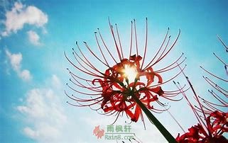 花开半夏世无双