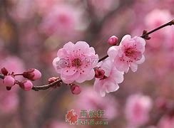 又见桃花开