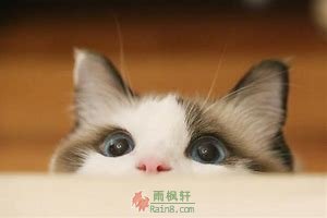 猫之将老