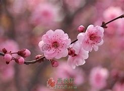 桃花在回忆中绽放