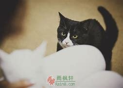 黑猫白猫，好运就是好猫